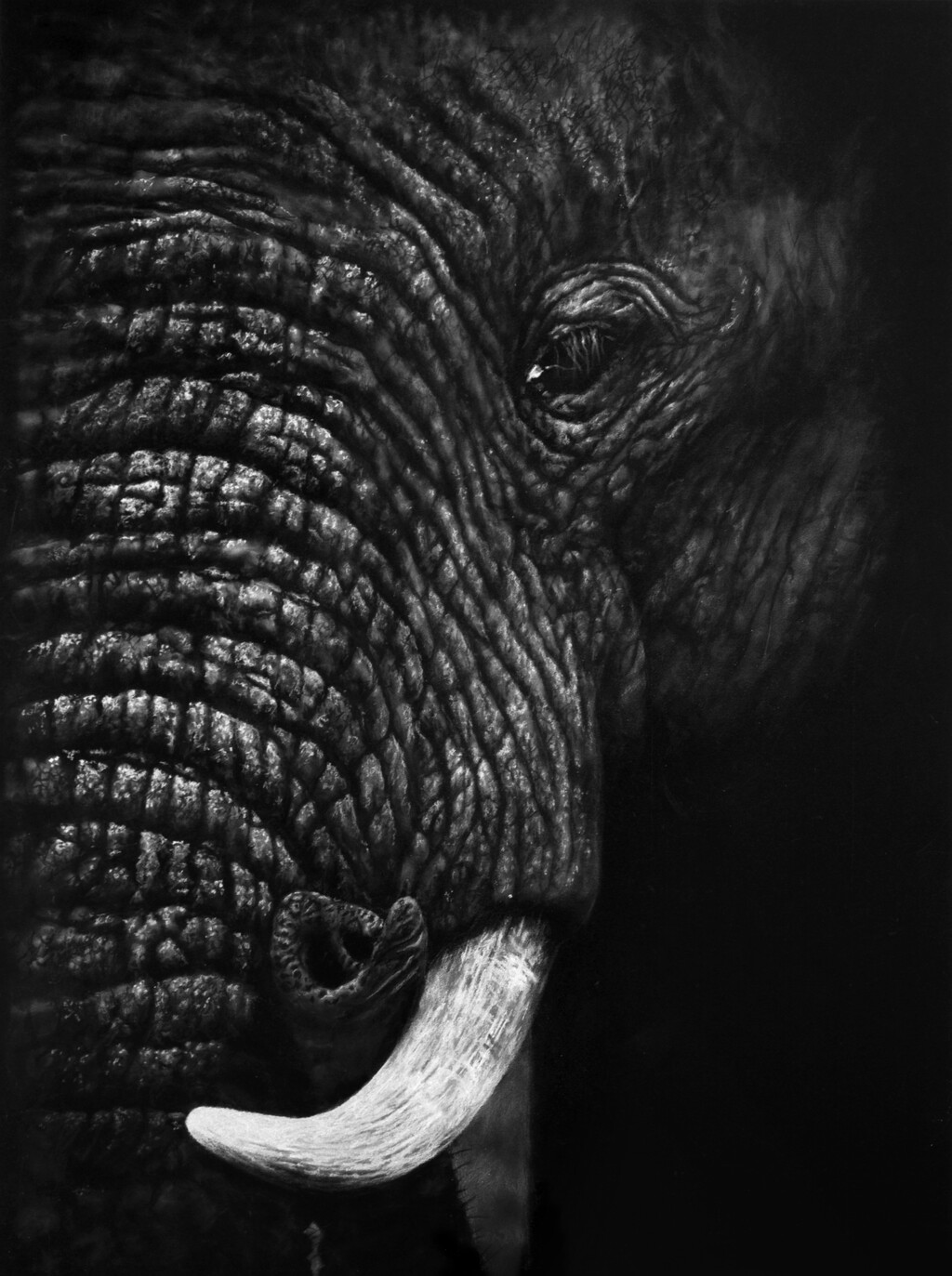 Elephant close up, charcoal African elephant giclee print by wildlife artist Gareth Putter