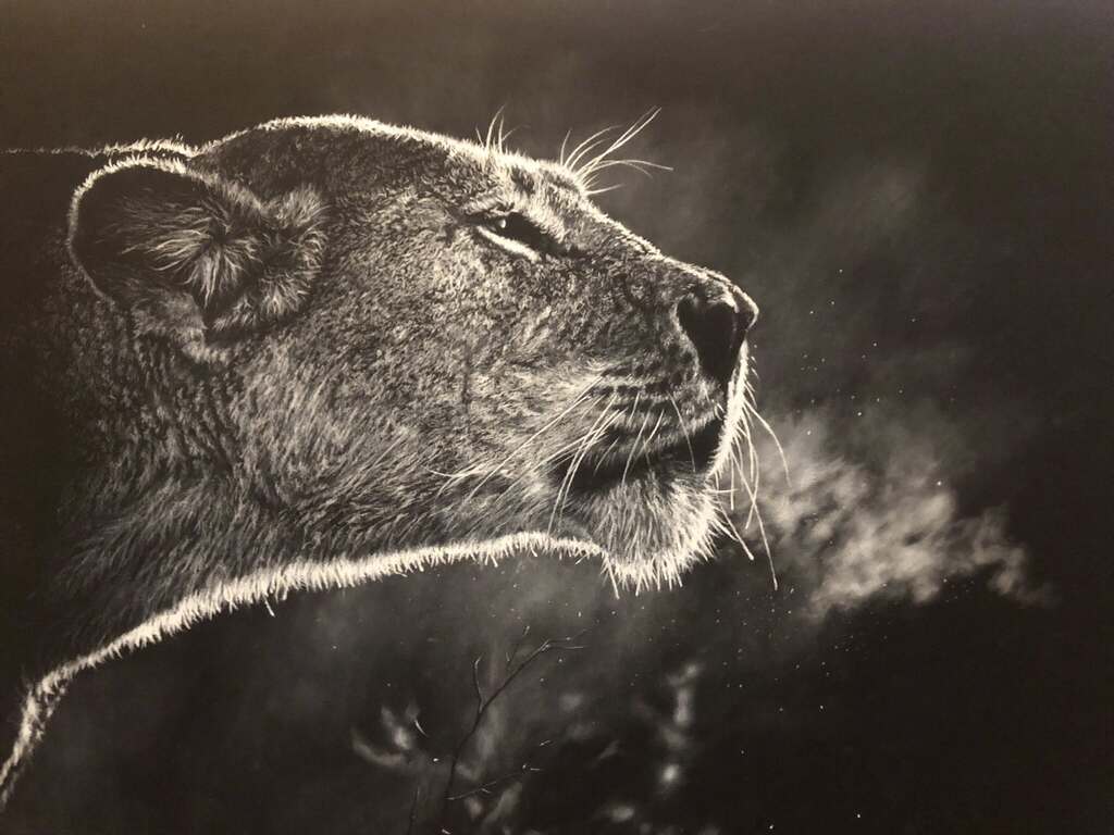 Lioness Breath, charcoal lion giclee print by wildlife artist Gareth Putter