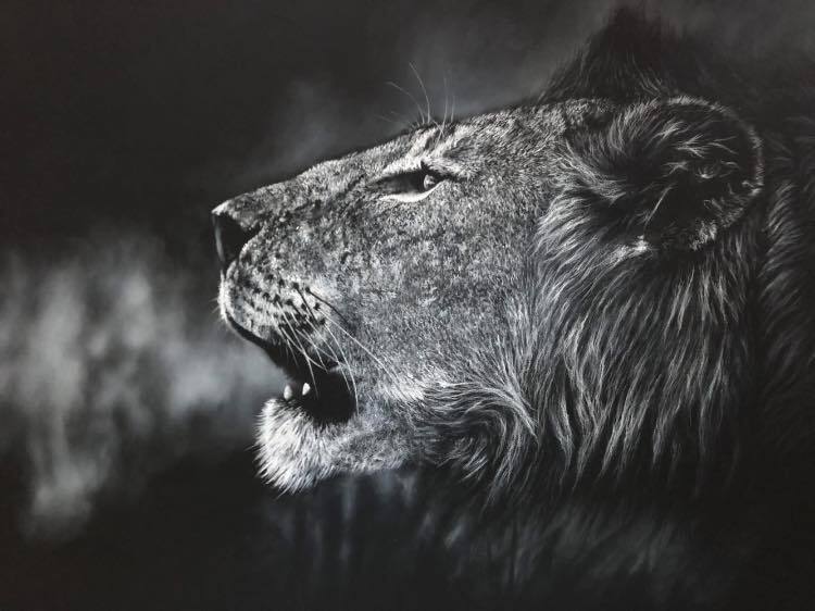 Lions breath, charcoal lion giclee print by wildlife artist Gareth Putter