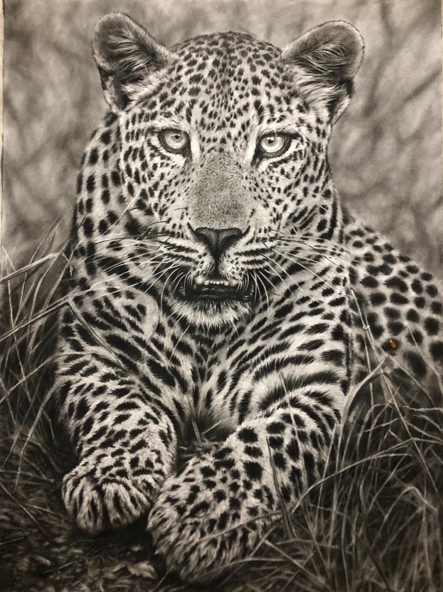 Leopard in Grass, charcoal leopard giclee print by wildlife artist Gareth Putter