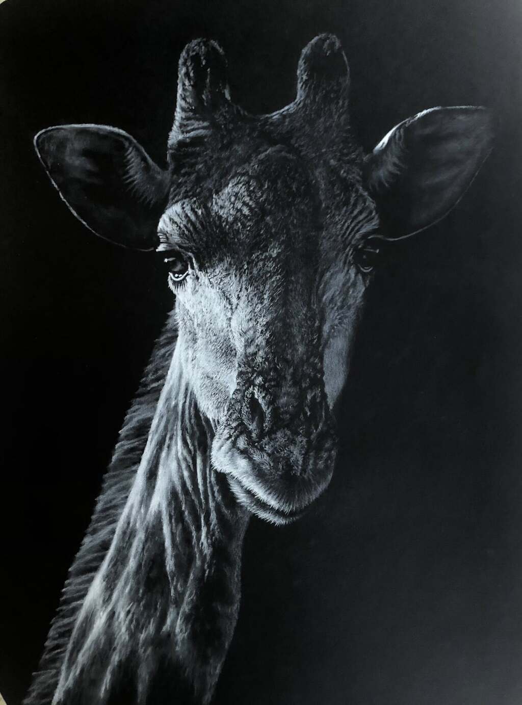 Giraffe, charcoal giraffe giclee print by wildlife artist Gareth Putter