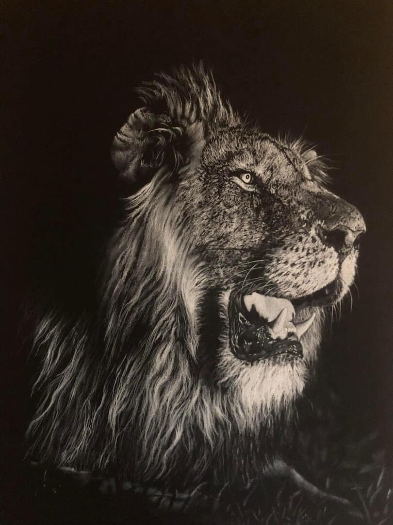 Chad Lion charcoal lion giclee print by wildlife artist Gareth Putter