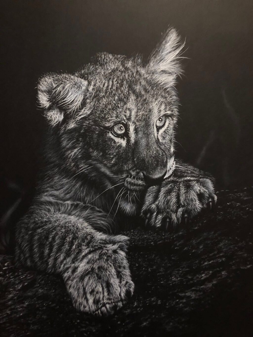 Wonder, charcoal lion cub giclee print by wildlife artist Gareth Putter