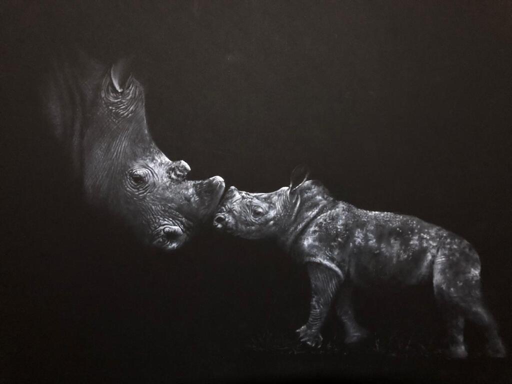 Rhino and Calf, charcoal Rhino giclee print by wildlife artist Gareth Putter