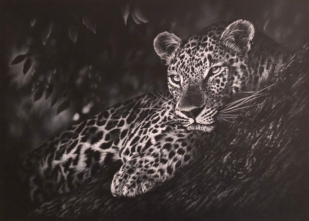 Debs Leopard, charcoal leopard giclee print by wildlife artist Gareth Putter