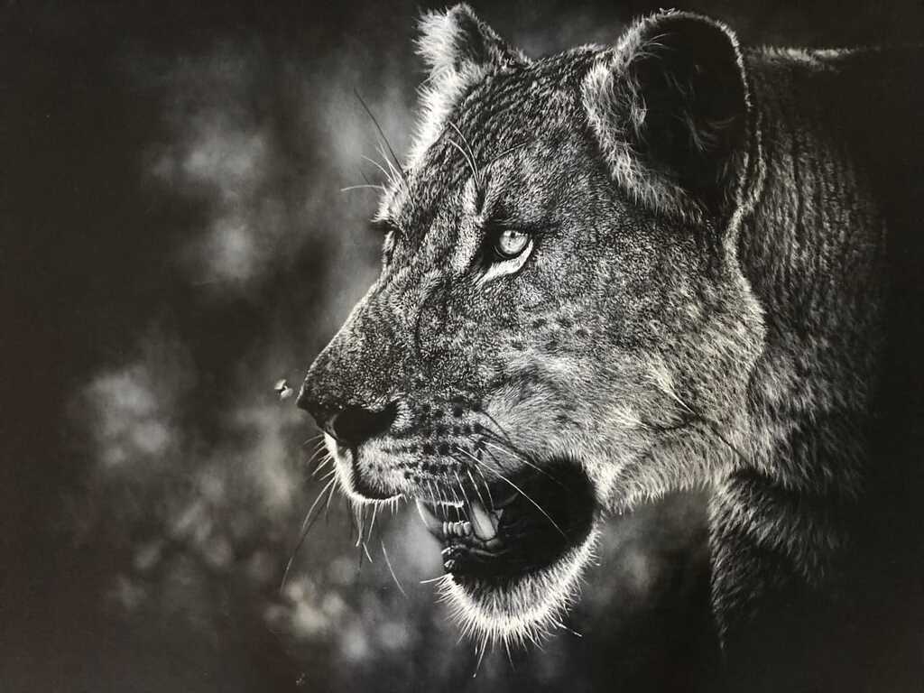 The Huntress, charcoal lion giclee print by wildlife artist Gareth Putter