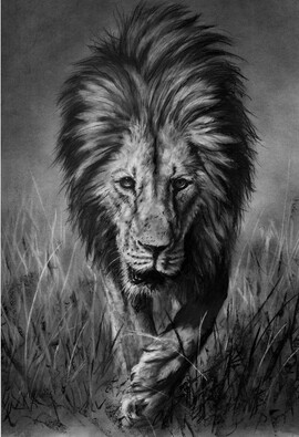 Lion walking, charcoal lion giclee print by wildlife artist Gareth Putter