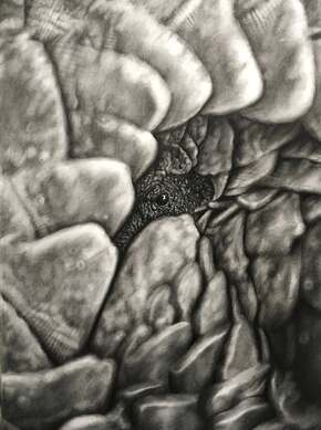 Vulnerability, charcoal pangolin giclee print by wildlife artist Gareth Putter