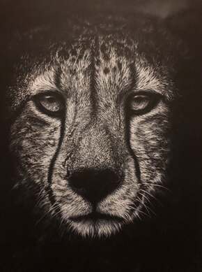 Gaze, charcoal cheetah giclee print by wildlife artist Gareth Putter