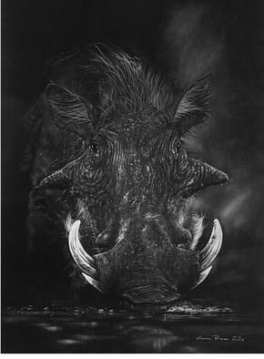 Warthog, charcoal warthog giclee print by wildlife artist Gareth Putter