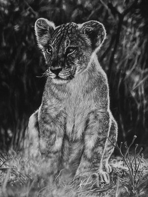 Lion Cub, charcoal lion cub giclee print by wildlife artist Gareth Putter