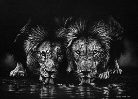 Lions drinking, charcoal lions drinking giclee print by wildlife artist Gareth Putter