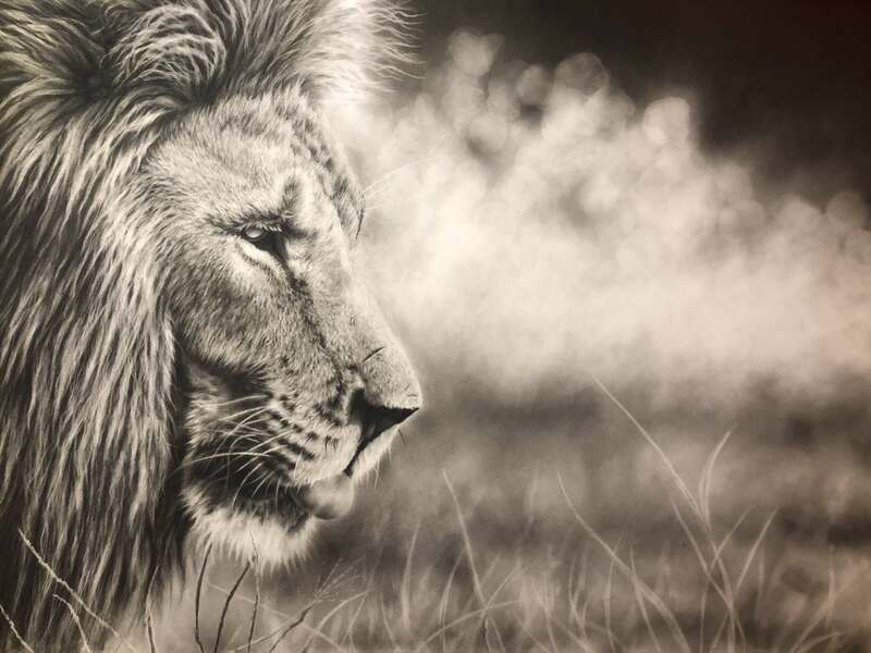 Charcoal portrait of a lion by wildlife artist Gareth Putter